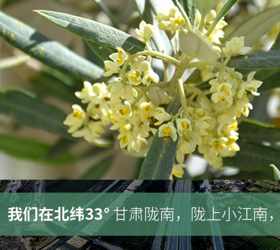 武都的氣候、土壤等與地中海沿岸極其相似，同處于世界頂級(jí)油橄欖黃金生產(chǎn)帶（32°58--33°36）年平均氣溫為14.7°，年日照時(shí)數(shù)1911..